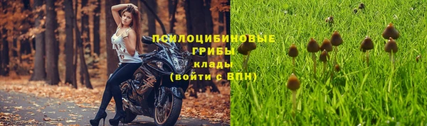 сатива Покачи